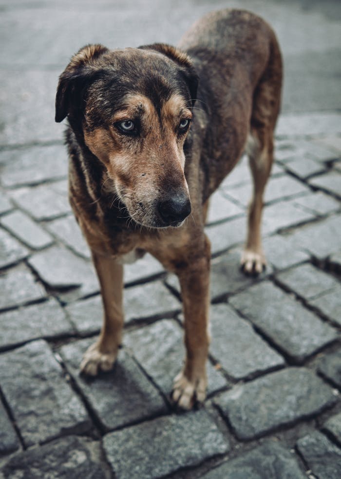 Close-up portrait of a stray dog standing on cobblestone pavement.